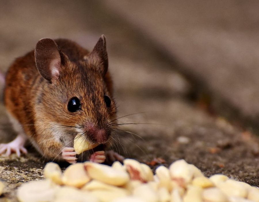 Tempa Rodent Control