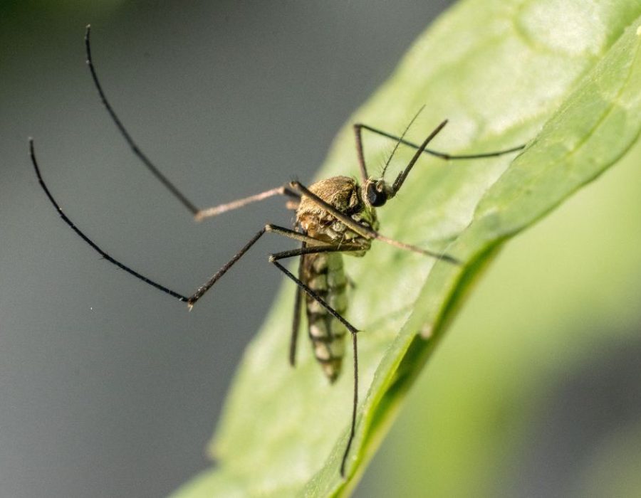 Tempa Mosquito Control