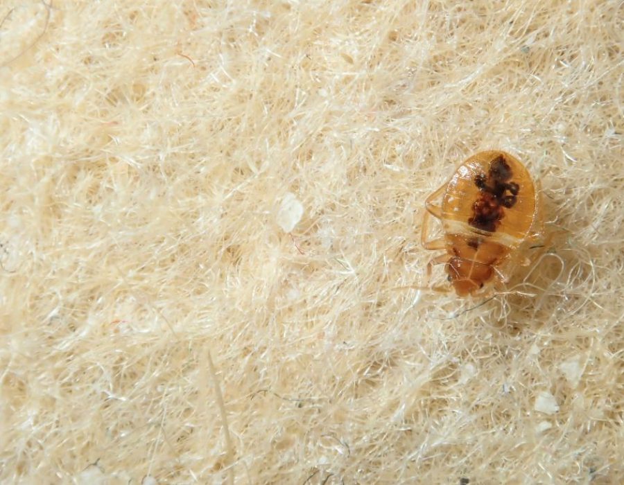 Tempa Bed Bug Control