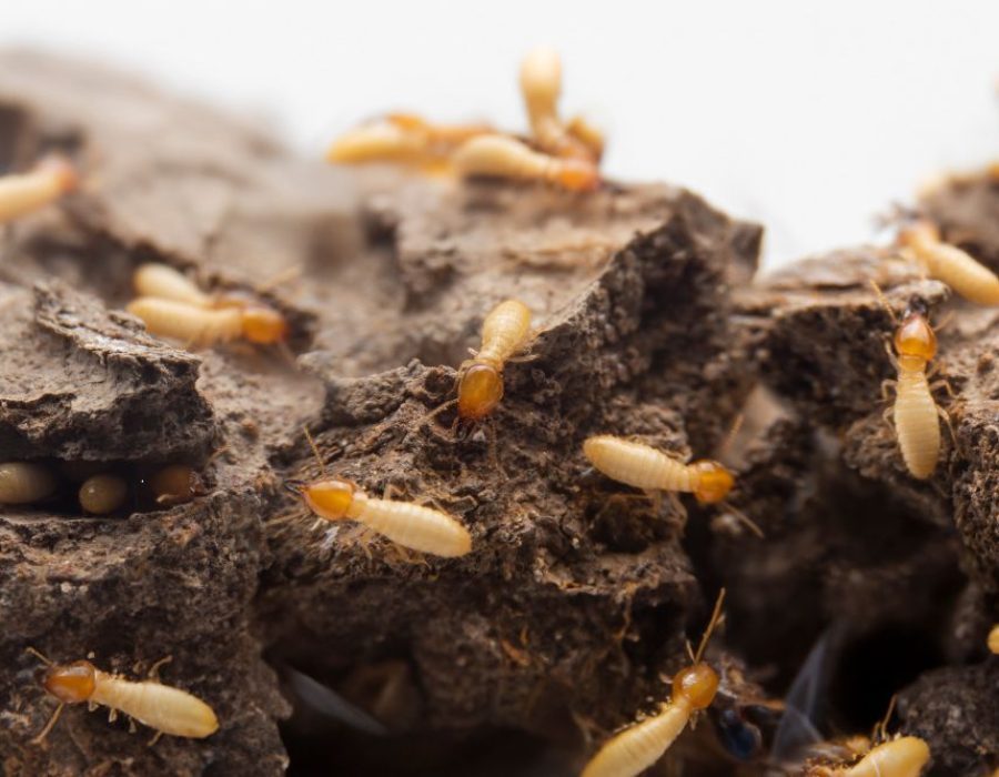 Tempa Termite Control