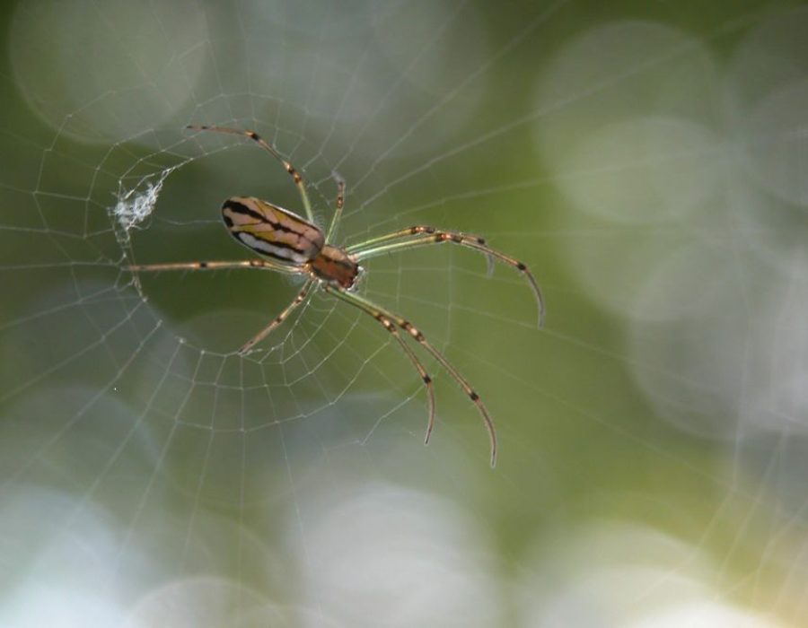 Tempa Spider Control