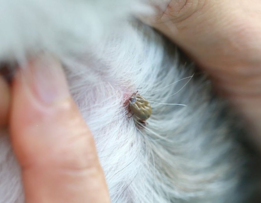 Tempa ticks and fleas control