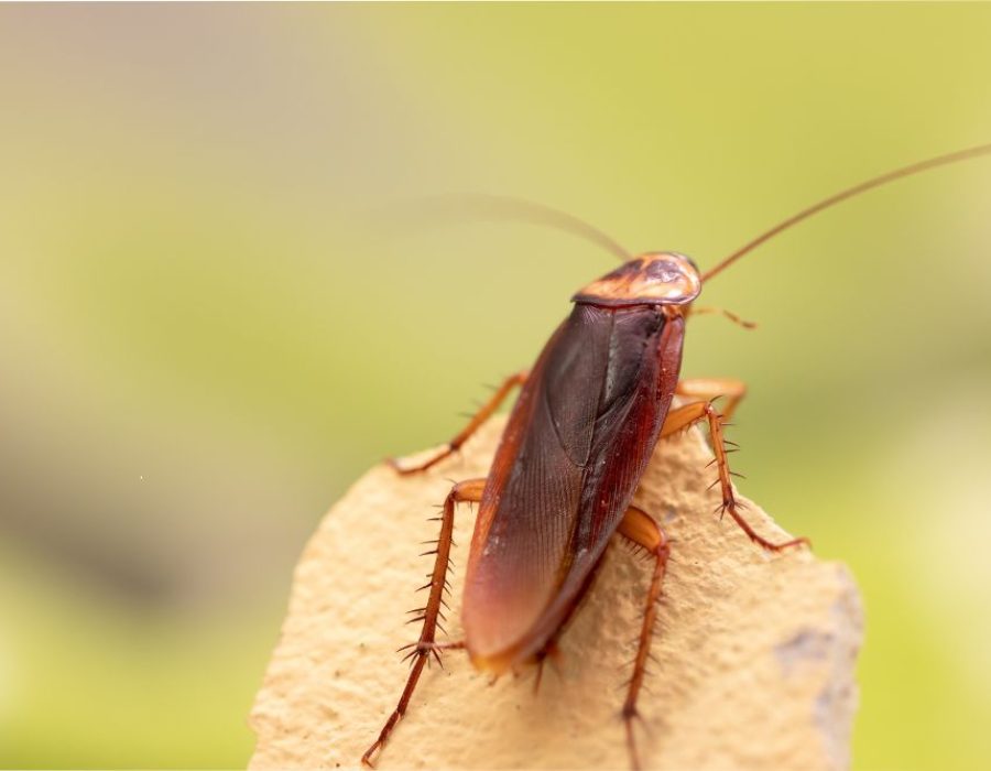 Tempa roaches Control